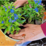 1000000181-cut-fix-noise-optimize-optimize-adjust-contrast_uy7qib7y_1